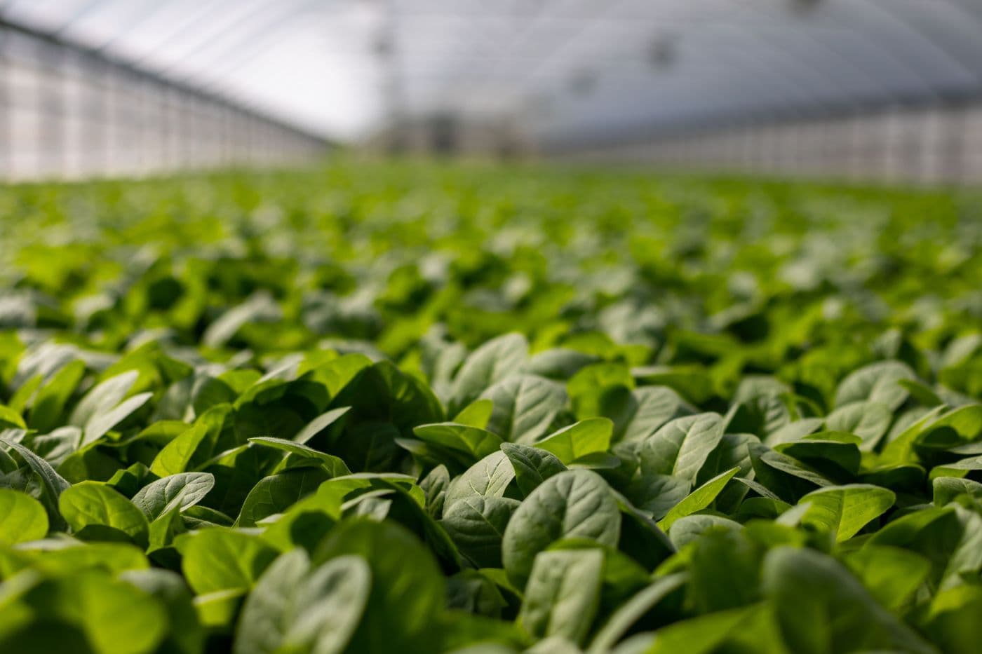 Rows of young leafy greens growing under the soft light of a farm greenhouse